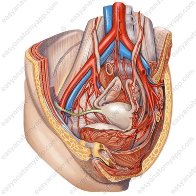Cremasteric artery (a. ligamenti teretis uteri)